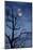 Tree, Bald, Silhouette, Heaven, Cloud, Moon, [M], Deciduous Tree, Old, Knobbily-Herbert Kehrer-Mounted Photographic Print
