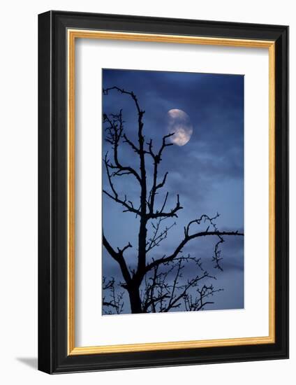 Tree, Bald, Silhouette, Heaven, Cloud, Moon, [M], Deciduous Tree, Old, Knobbily-Herbert Kehrer-Framed Photographic Print