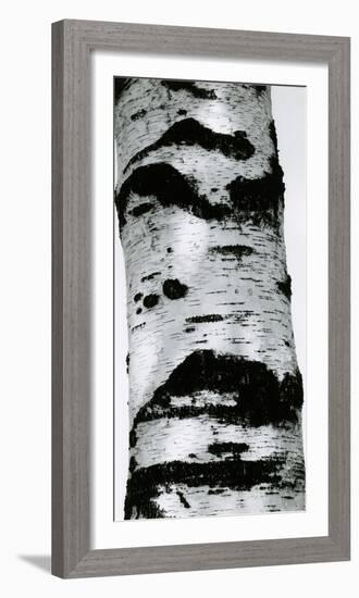 Tree Bark, 1960-Brett Weston-Framed Photographic Print