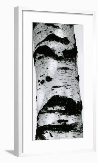 Tree Bark, 1960-Brett Weston-Framed Photographic Print