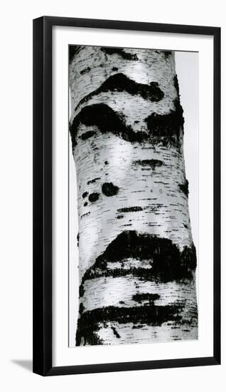 Tree Bark, 1960-Brett Weston-Framed Photographic Print