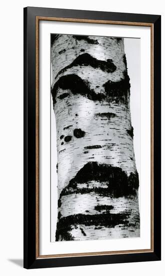 Tree Bark, 1960-Brett Weston-Framed Photographic Print