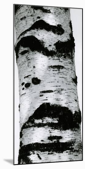Tree Bark, 1960-Brett Weston-Mounted Photographic Print