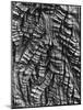 Tree Bark, c. 1950-Brett Weston-Mounted Photographic Print