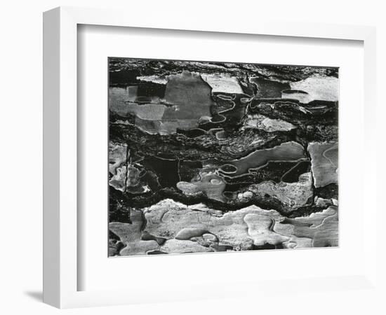 Tree Bark, c.1970-Brett Weston-Framed Photographic Print