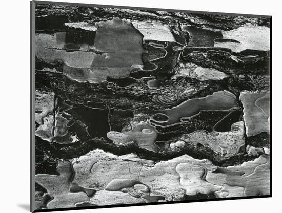 Tree Bark, c.1970-Brett Weston-Mounted Photographic Print