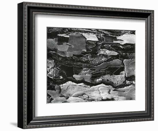 Tree Bark, c.1970-Brett Weston-Framed Photographic Print