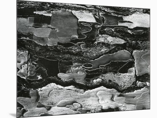 Tree Bark, c.1970-Brett Weston-Mounted Premium Photographic Print