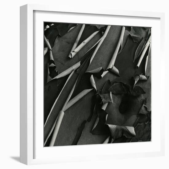 Tree Bark, c.1975-Brett Weston-Framed Photographic Print