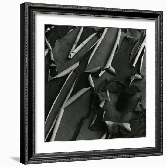 Tree Bark, c.1975-Brett Weston-Framed Photographic Print