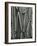 Tree Bark, c.1975-Brett Weston-Framed Photographic Print