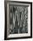 Tree Bark, c.1975-Brett Weston-Framed Photographic Print