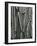 Tree Bark, c.1975-Brett Weston-Framed Photographic Print