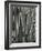 Tree Bark, c.1975-Brett Weston-Framed Photographic Print