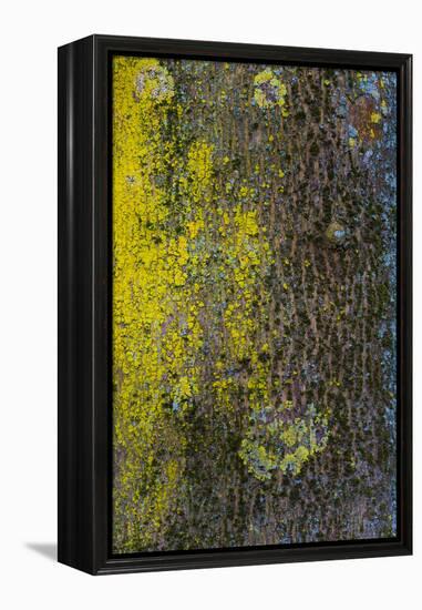 Tree Bark with Moss and Lichen-Anna Miller-Framed Premier Image Canvas