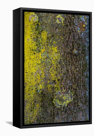 Tree Bark with Moss and Lichen-Anna Miller-Framed Premier Image Canvas