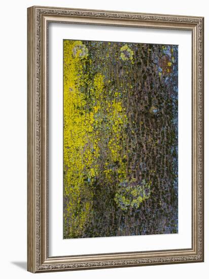 Tree Bark with Moss and Lichen-Anna Miller-Framed Photographic Print