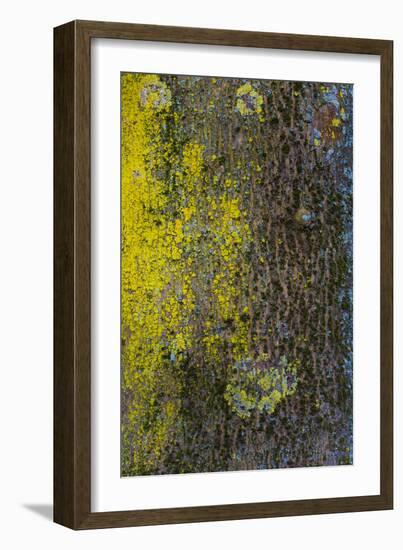 Tree Bark with Moss and Lichen-Anna Miller-Framed Photographic Print