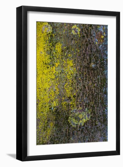 Tree Bark with Moss and Lichen-Anna Miller-Framed Photographic Print