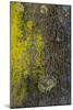 Tree Bark with Moss and Lichen-Anna Miller-Mounted Photographic Print