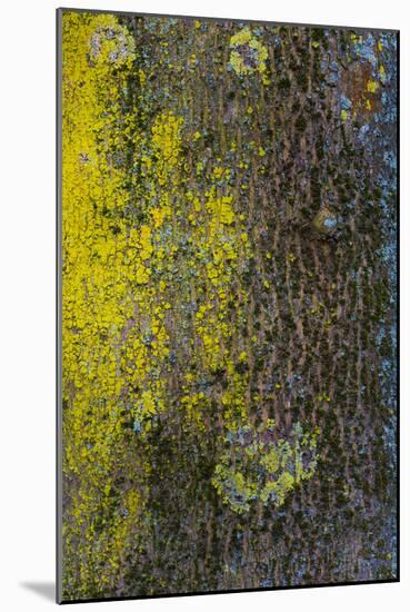 Tree Bark with Moss and Lichen-Anna Miller-Mounted Photographic Print