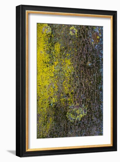 Tree Bark with Moss and Lichen-Anna Miller-Framed Photographic Print