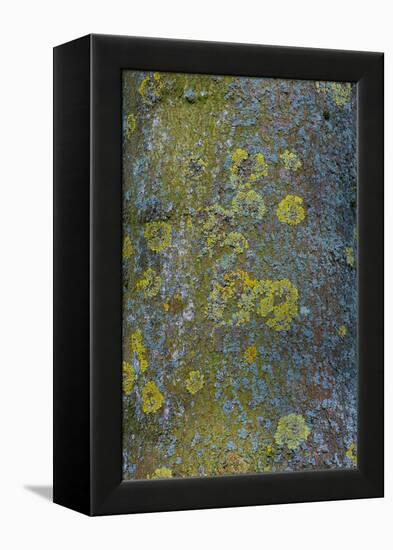 Tree Bark with Moss and Lichen-Anna Miller-Framed Premier Image Canvas