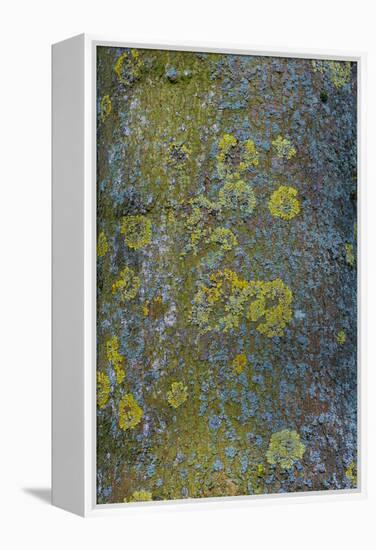 Tree Bark with Moss and Lichen-Anna Miller-Framed Premier Image Canvas