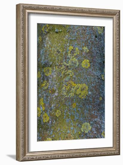 Tree Bark with Moss and Lichen-Anna Miller-Framed Photographic Print