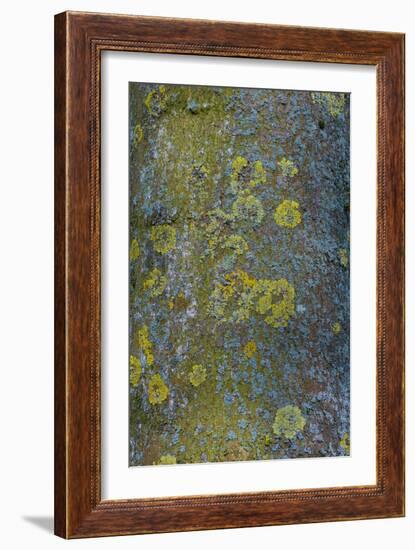 Tree Bark with Moss and Lichen-Anna Miller-Framed Photographic Print