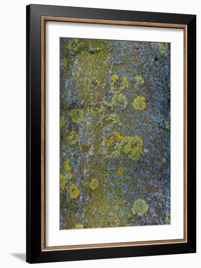 Tree Bark with Moss and Lichen-Anna Miller-Framed Photographic Print