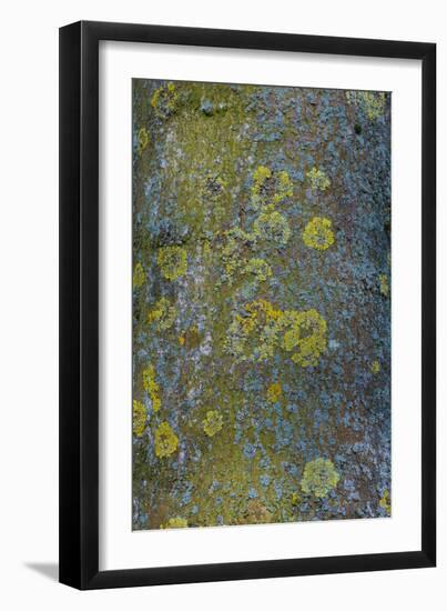 Tree Bark with Moss and Lichen-Anna Miller-Framed Photographic Print