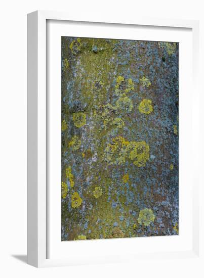 Tree Bark with Moss and Lichen-Anna Miller-Framed Photographic Print