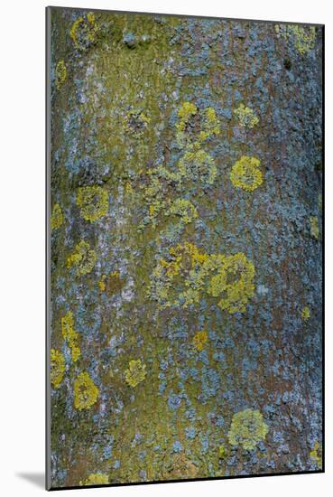 Tree Bark with Moss and Lichen-Anna Miller-Mounted Photographic Print