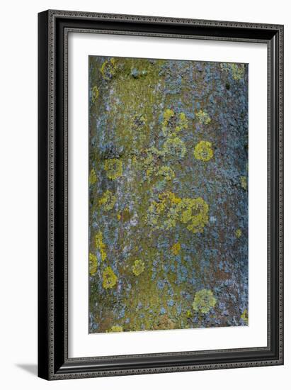 Tree Bark with Moss and Lichen-Anna Miller-Framed Photographic Print