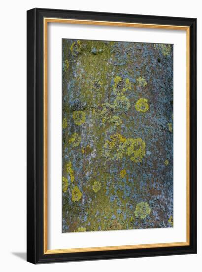 Tree Bark with Moss and Lichen-Anna Miller-Framed Photographic Print