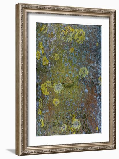 Tree Bark with Moss and Lichen-Anna Miller-Framed Photographic Print