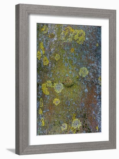 Tree Bark with Moss and Lichen-Anna Miller-Framed Photographic Print