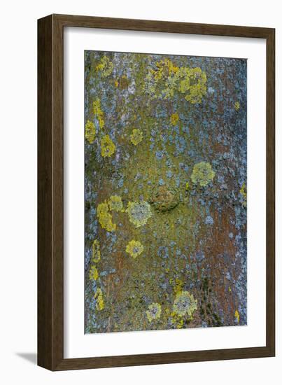 Tree Bark with Moss and Lichen-Anna Miller-Framed Photographic Print