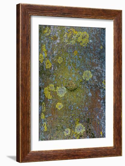 Tree Bark with Moss and Lichen-Anna Miller-Framed Photographic Print