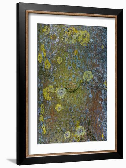 Tree Bark with Moss and Lichen-Anna Miller-Framed Photographic Print