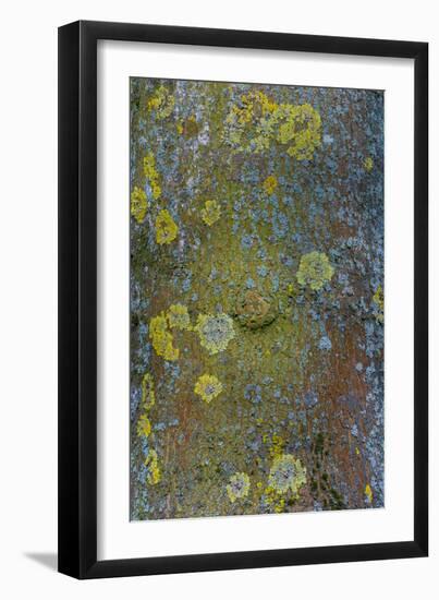 Tree Bark with Moss and Lichen-Anna Miller-Framed Photographic Print