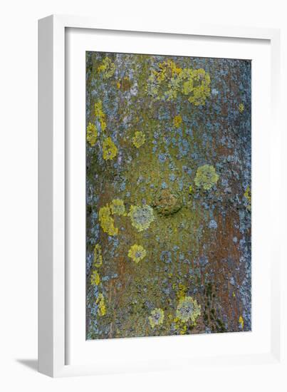 Tree Bark with Moss and Lichen-Anna Miller-Framed Photographic Print