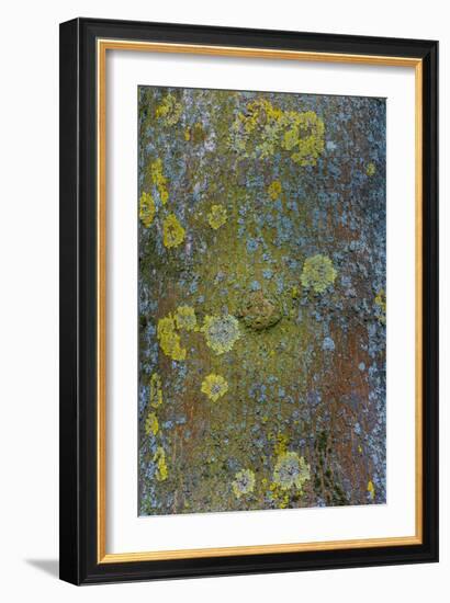 Tree Bark with Moss and Lichen-Anna Miller-Framed Photographic Print