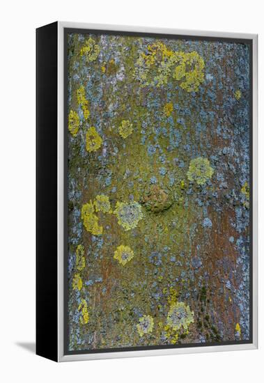 Tree Bark with Moss and Lichen-Anna Miller-Framed Premier Image Canvas