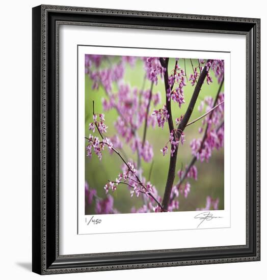 Tree Blossoms-Ken Bremer-Framed Limited Edition