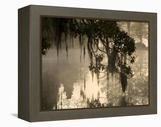 Tree Branch and Spanish Moss, Magnolia Plantation, Charleston, South Carolina, USA-Corey Hilz-Framed Premier Image Canvas