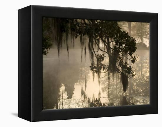 Tree Branch and Spanish Moss, Magnolia Plantation, Charleston, South Carolina, USA-Corey Hilz-Framed Premier Image Canvas