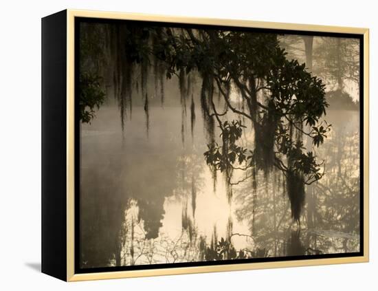 Tree Branch and Spanish Moss, Magnolia Plantation, Charleston, South Carolina, USA-Corey Hilz-Framed Premier Image Canvas