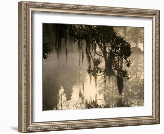 Tree Branch and Spanish Moss, Magnolia Plantation, Charleston, South Carolina, USA-Corey Hilz-Framed Photographic Print
